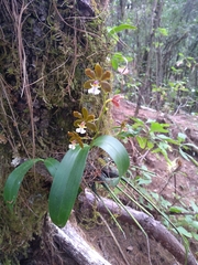 Prosthechea varicosa