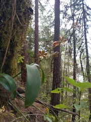 Prosthechea varicosa