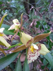 Rhynchostele maculata oestlundiana