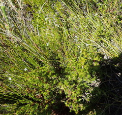 Wahlenbergia thulinii