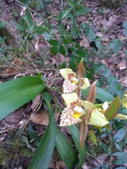 Rhynchostele maculata oestlundiana