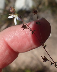 Wahlenbergia thulinii