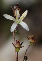 Wahlenbergia thulinii