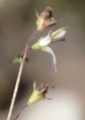 Wahlenbergia thulinii