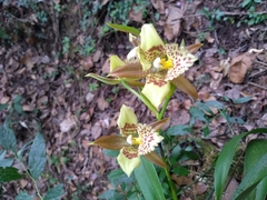 Rhynchostele maculata oestlundiana