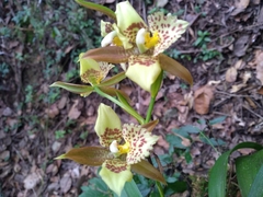 Rhynchostele maculata oestlundiana
