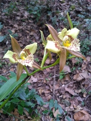 Rhynchostele maculata oestlundiana