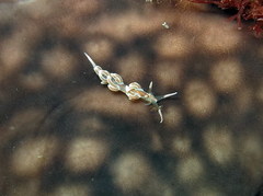 Facelina rubrovittata