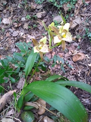 Rhynchostele maculata oestlundiana