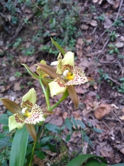 Rhynchostele maculata oestlundiana