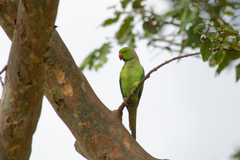 Psittacula krameri manillensis