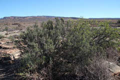 Diospyros ramulosa