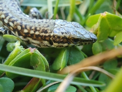 Podarcis guadarramae