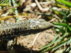 Podarcis guadarramae