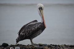 Pelecanus thagus