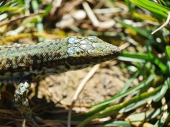 Podarcis guadarramae