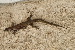 Podarcis guadarramae