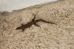 Podarcis guadarramae