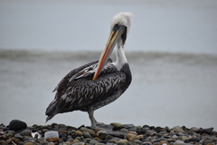 Pelecanus thagus