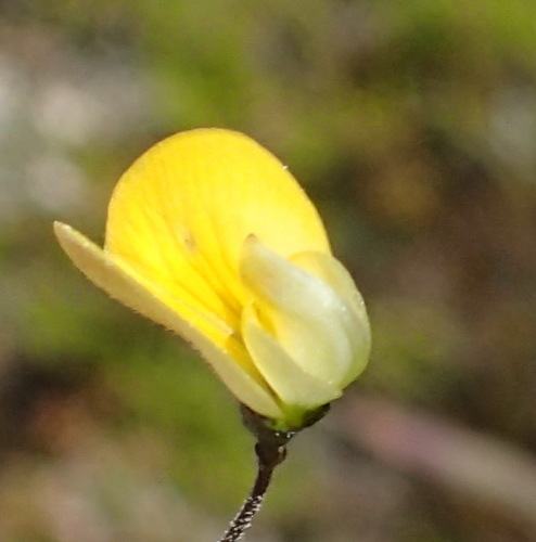 Image of Aspalathus patens by (c) Nicola van Berkel, some rights reserved (CC BY-SA)