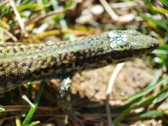 Podarcis guadarramae