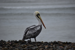 Pelecanus thagus