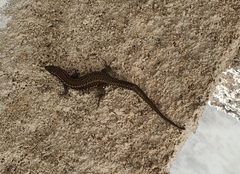 Podarcis guadarramae