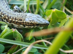 Podarcis guadarramae