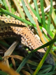 Podarcis guadarramae