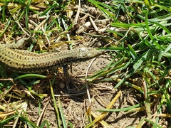 Podarcis guadarramae