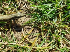 Podarcis guadarramae