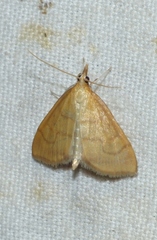Anania crocealis