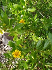 Borrichia arborescens