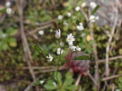 Draba praecox