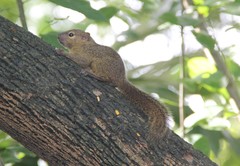 Callosciurus notatus