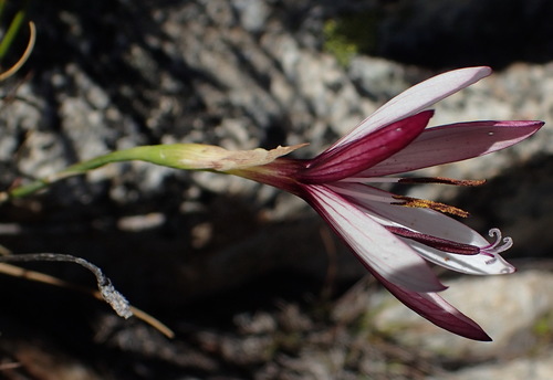 Geissorhiza fourcadei