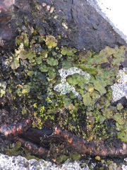 Plagiomnium ellipticum