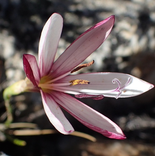 Geissorhiza fourcadei