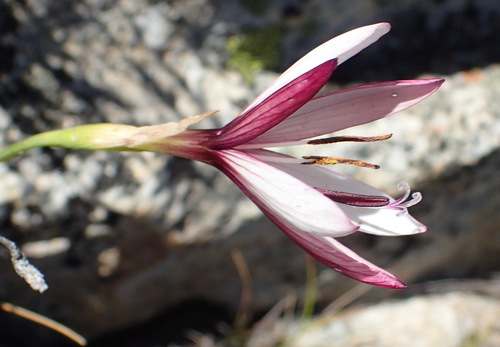 Geissorhiza fourcadei