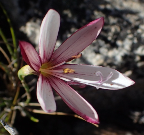 Geissorhiza fourcadei