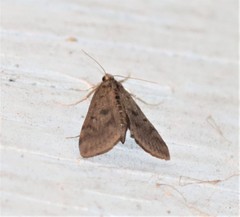 Parapoynx crisonalis