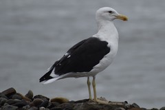 Larus dominicanus