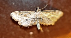 Parapoynx crisonalis