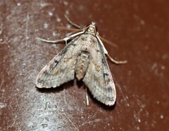 Parapoynx crisonalis