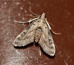 Parapoynx crisonalis