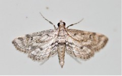 Parapoynx crisonalis