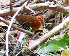 Rallina fasciata