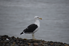 Larus dominicanus