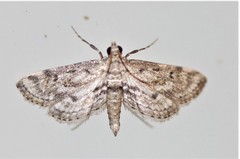 Parapoynx crisonalis