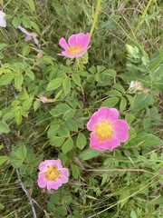Rosa gallica